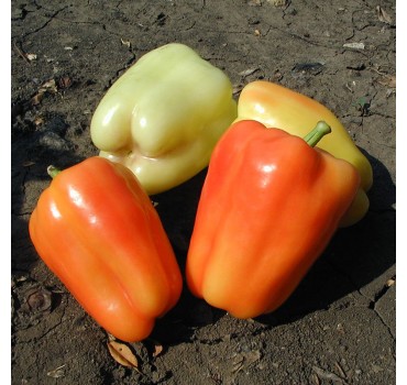 Перець Фламінго F1 | Flamingo F1, Clause