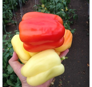 Перець Оіда F1 | Oida F1, Clause