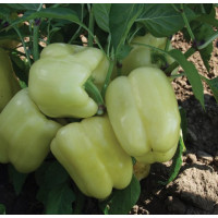 Перець Нікіта F1 | Nikita F1, Clause