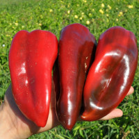 Перець Редкан F1 | Redkan F1, Clause