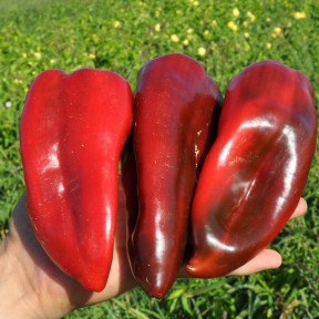 Перець Редкан F1 | Redkan F1, Clause