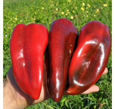 Перець Редкан F1 | Redkan F1, Clause