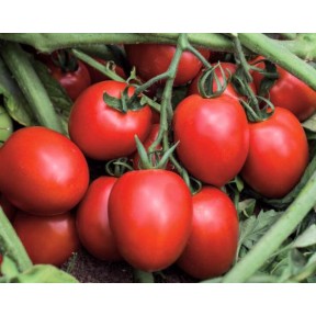 Томат Діно F1 | Dino F1, Clause