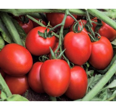 Томат Діно F1 | Dino F1, Clause