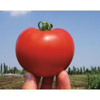 Томат Багіра F1 | Bagira F1, Clause