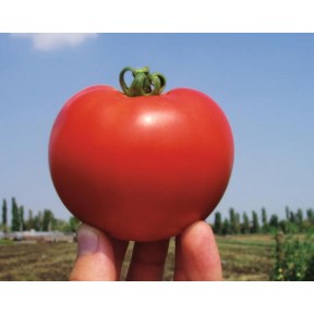 Томат Багіра F1 | Bagira F1, Clause