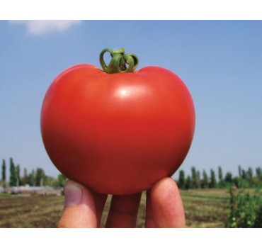 Томат Багіра F1 | Bagira F1, Clause Томат Багіра F1 | Bagira F1, Clause