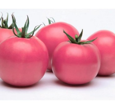 Томат Фенда F1 | F1, Clause Томат Фенда F1 | F1, Clause