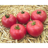 Томат Афен F1 | Afen F1, Clause