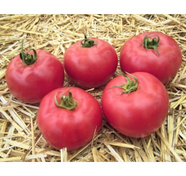 Томат Афен F1 | Afen F1, Clause