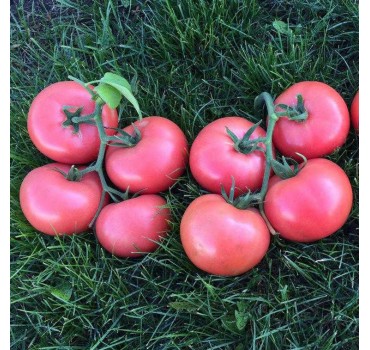 Томат Пінк Кристал F1 | Pink Kristal F1, Clause