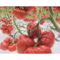 Томат Сарра F1 | Sarra F1, Clause