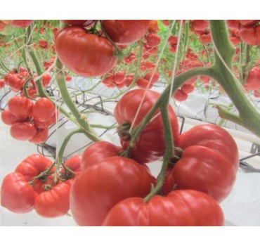 Томат Сарра F1 | Sarra F1, Clause