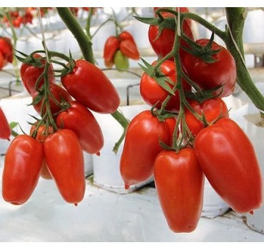 Томат Айдар F1 | Ajdar F1, Clause