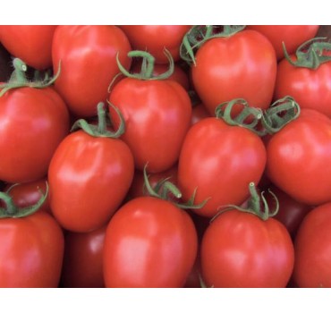 Томат Колібрі F1 | Colibri F1, Clause Томат Колібрі F1 | Colibri F1, Clause