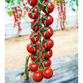 Томат Мінопріо F1 | Miniprio F1, Clause