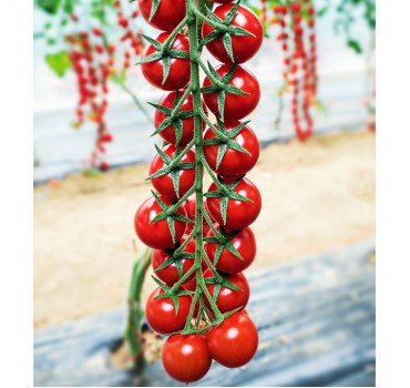 Томат Мінопріо F1 | Miniprio F1, Clause Томат Мінопріо F1 | Miniprio F1, Clause