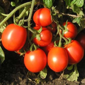 Томат Чимган F1 | Chimgan F1, Clause Томат Чимган F1 | Chimgan F1, Clause