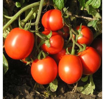 Томат Чімган F1 | Chimgan F1, Clause
