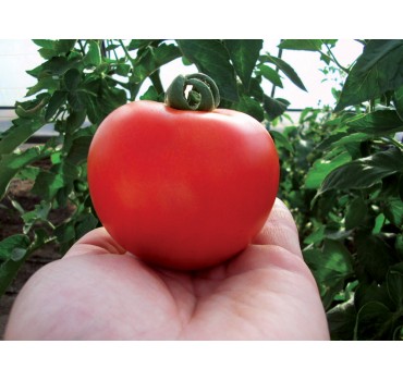Томат Кристал F1 | Kristal F1, Clause Томат Кристал F1 | Kristal F1, Clause