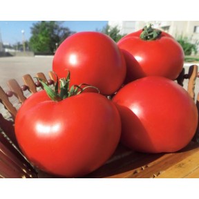 Томат Оазис F1 | Oazic F1, Clause