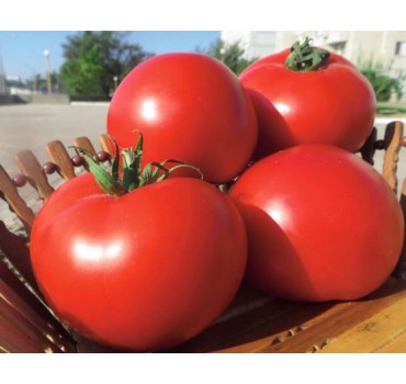 Томат Оазис F1 | Oazis F1, Clause Томат Оазис F1 | Oazis F1, Clause