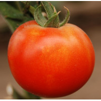 Томат П'єтро F1 | Petro F1, Clause