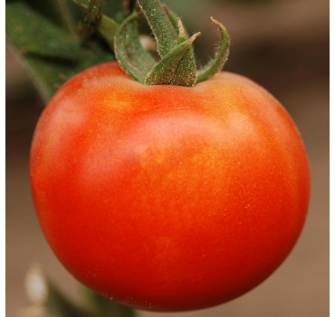 Томат П'єтро F1 | Petro F1, Clause