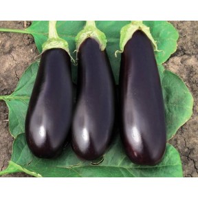 Баклажан Фабіна F1 | Fabina F1, Clause