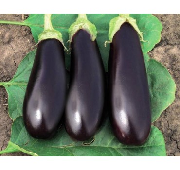 Баклажан Фабіна F1 | Fabina F1, Clause Баклажан Фабіна F1 | Fabina F1, Clause