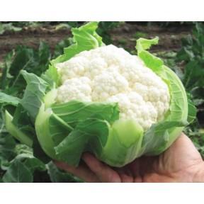 Капуста цветная Клипер F1 | Kliper F1, Clause