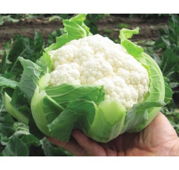 Капуста цвітна Кліпер F1 | Kliper F1, Clause