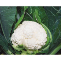 Капуста цвітна Наутілус F1 | Nautilus F1, Clause