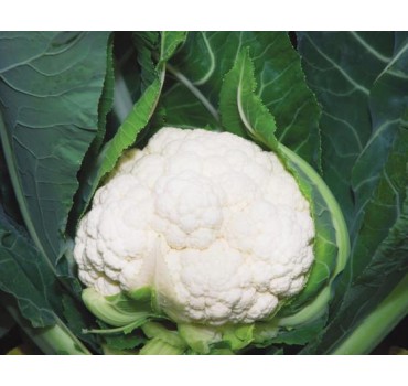 Капуста цвітна Наутілус F1 | Nautilus F1, Clause Капуста цвітна Наутілус F1 | Nautilus F1, Clause