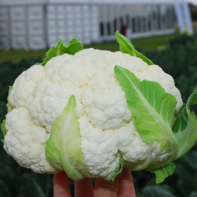 Капуста цветная Бригантина F1 | F1, Clause