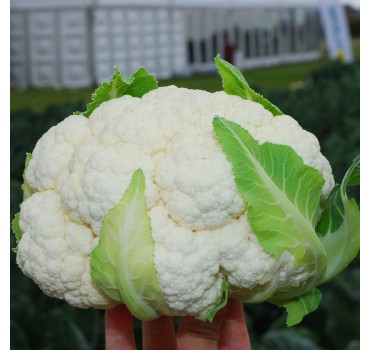 Капуста цвітна Бригантина F1 | Brigantine F1, Clause