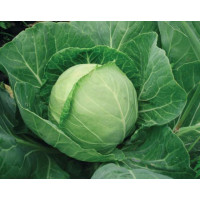 Капуста білоголова Легат F1 | Legat F1, Clause