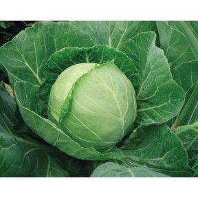 Капуста білоголова Легат F1 | Legat F1, Clause