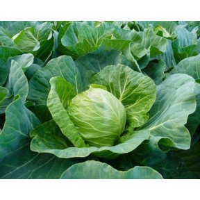 Капуста білоголова Констебль F1 | Constebel F1, Clause