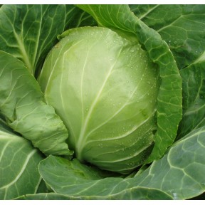 Капуста білоголова Оракл F1 | Oracle F1, Clause