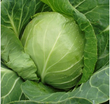 Капуста білоголова Оракл F1 | Oracle F1, Clause Капуста білоголова Оракл F1 | Oracle F1, Clause