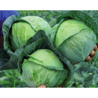 Капуста білоголова Сір F1 | Sir F1, Clause