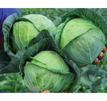 Капуста білоголова Сір F1 | Sir F1, Clause