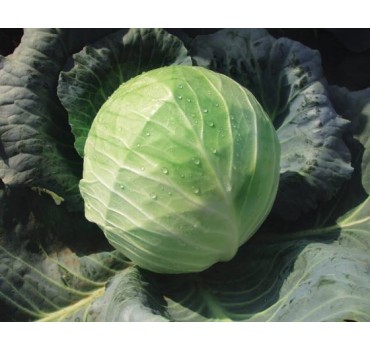 Капуста білоголова Кубок F1 | Kubok F1, Clause