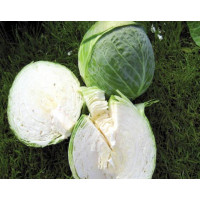 Капуста білоголова Капорал F1 | Kaporal F1, Clause