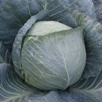 Капуста білоголова Браво F1 | Bravo F1, Clause