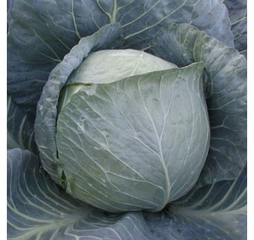 Капуста білоголова Браво F1 | Bravo F1, Clause