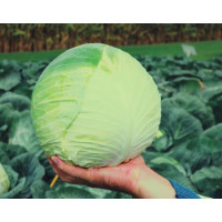 Капуста білоголова Центуріон F1 | Centurion F1, Clause