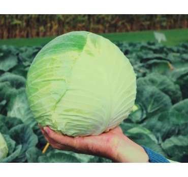 Капуста білоголова Центуріон F1 | Centurion F1, Clause