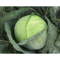 Капуста білоголова Бригадир F1 | Brigadier F1, Clause